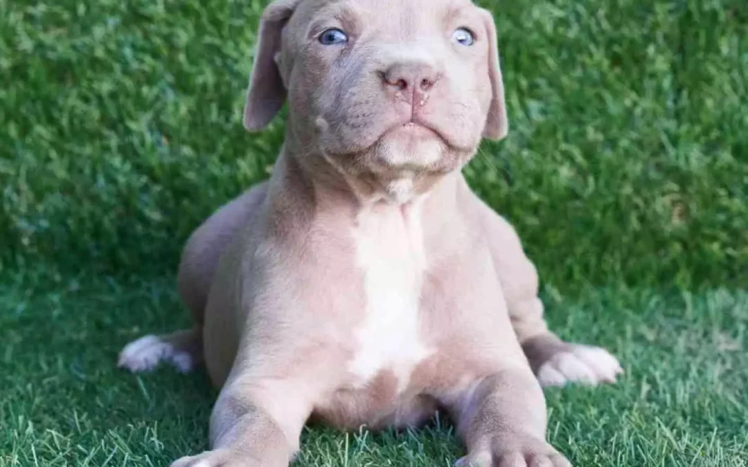 Training Your Pitbull: Tips for Success