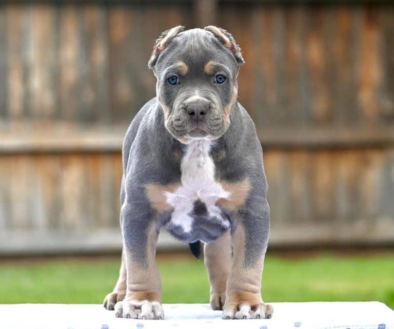 Dachshund Puppies Near Me