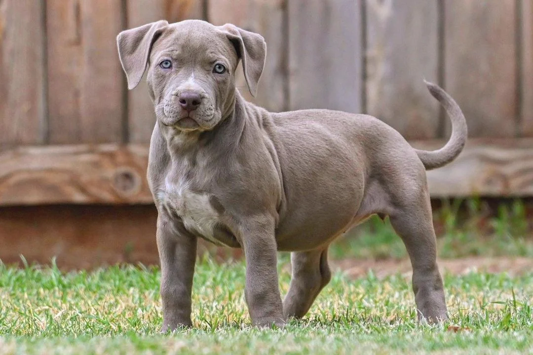 Dachshund Puppies Near Me