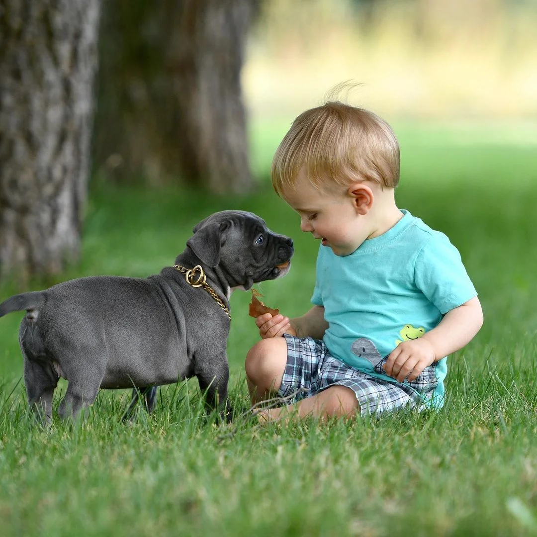 Dachshund Puppies Near Me
